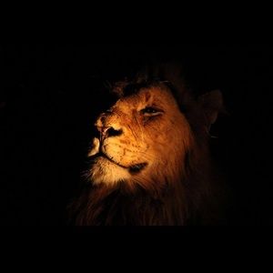 Meet your Posher, Leonardo